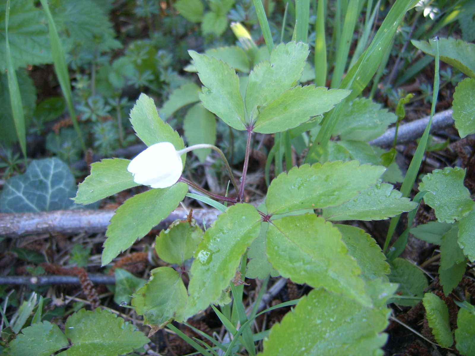 Anemone trifolia
